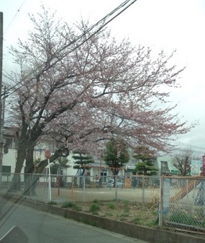 名取の桜.jpg