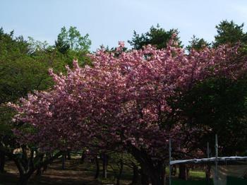 泉ヶ岳の八重桜.jpg